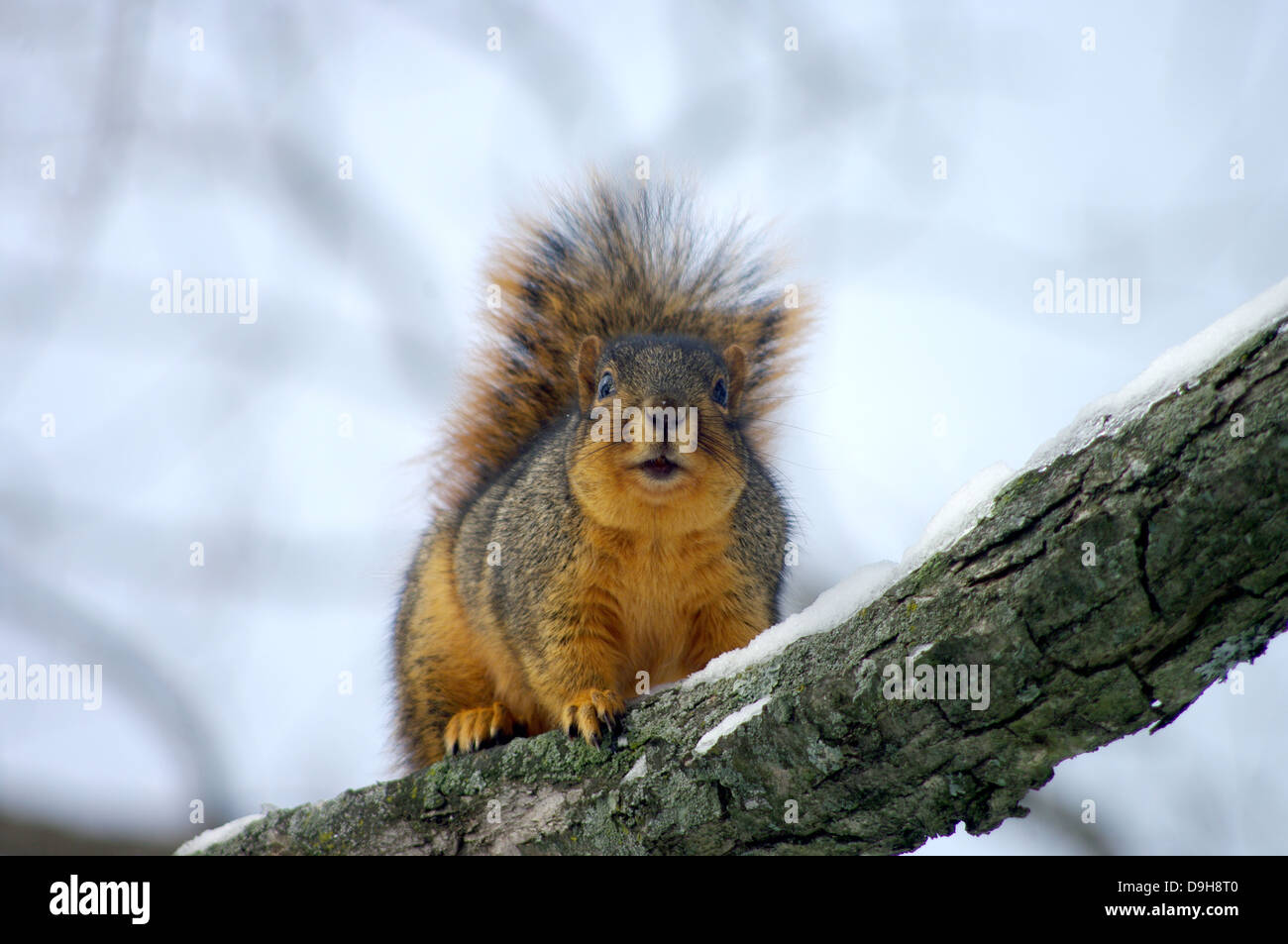 Affascinante Charlie Eastern Red Fox Squirrel barks a me. Foto Stock