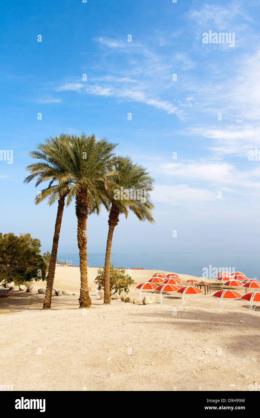 Ein Gedi oasi presso il Mar Morto. Israele Foto Stock