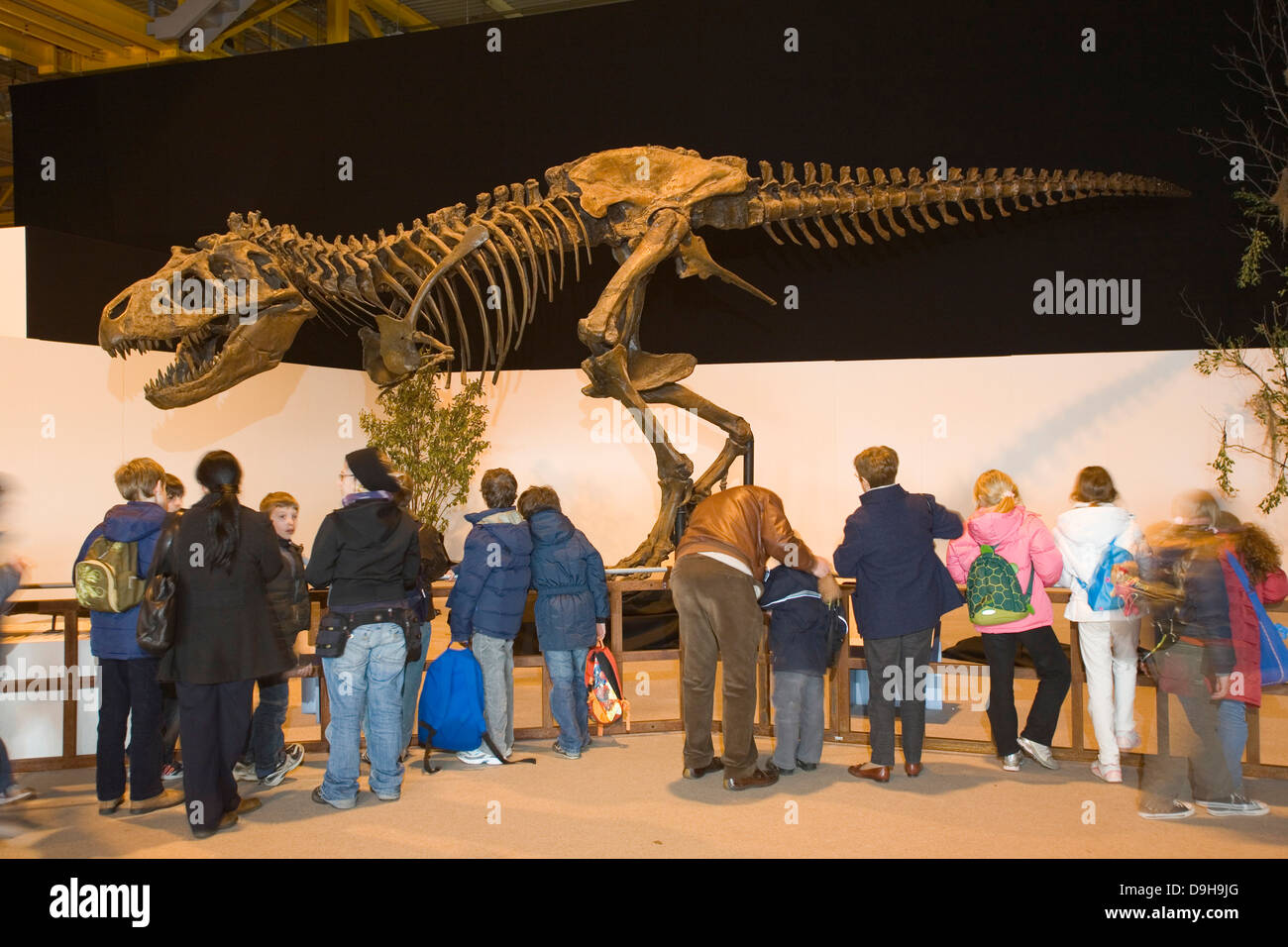 L'Europa, Italia, lombardia, Cremona, esposizione di riproduzioni di dinosauri, lo scheletro di tyrannosaus Foto Stock