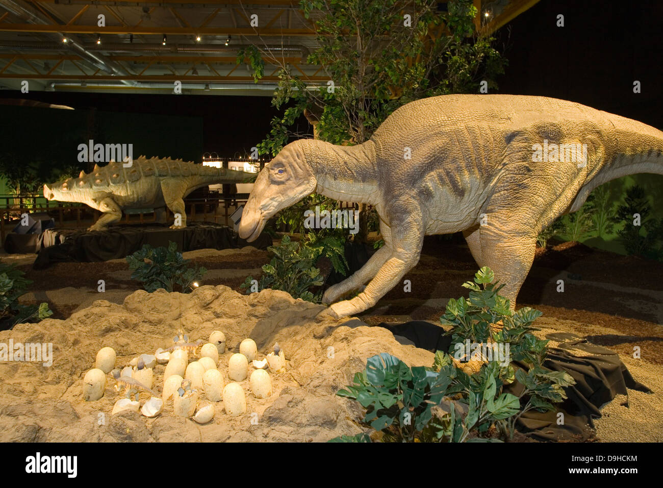 L'Europa, Italia, lombardia, Cremona, esposizione di riproduzioni di dinosauri, uova di edmontosaus, edmontosaus Foto Stock