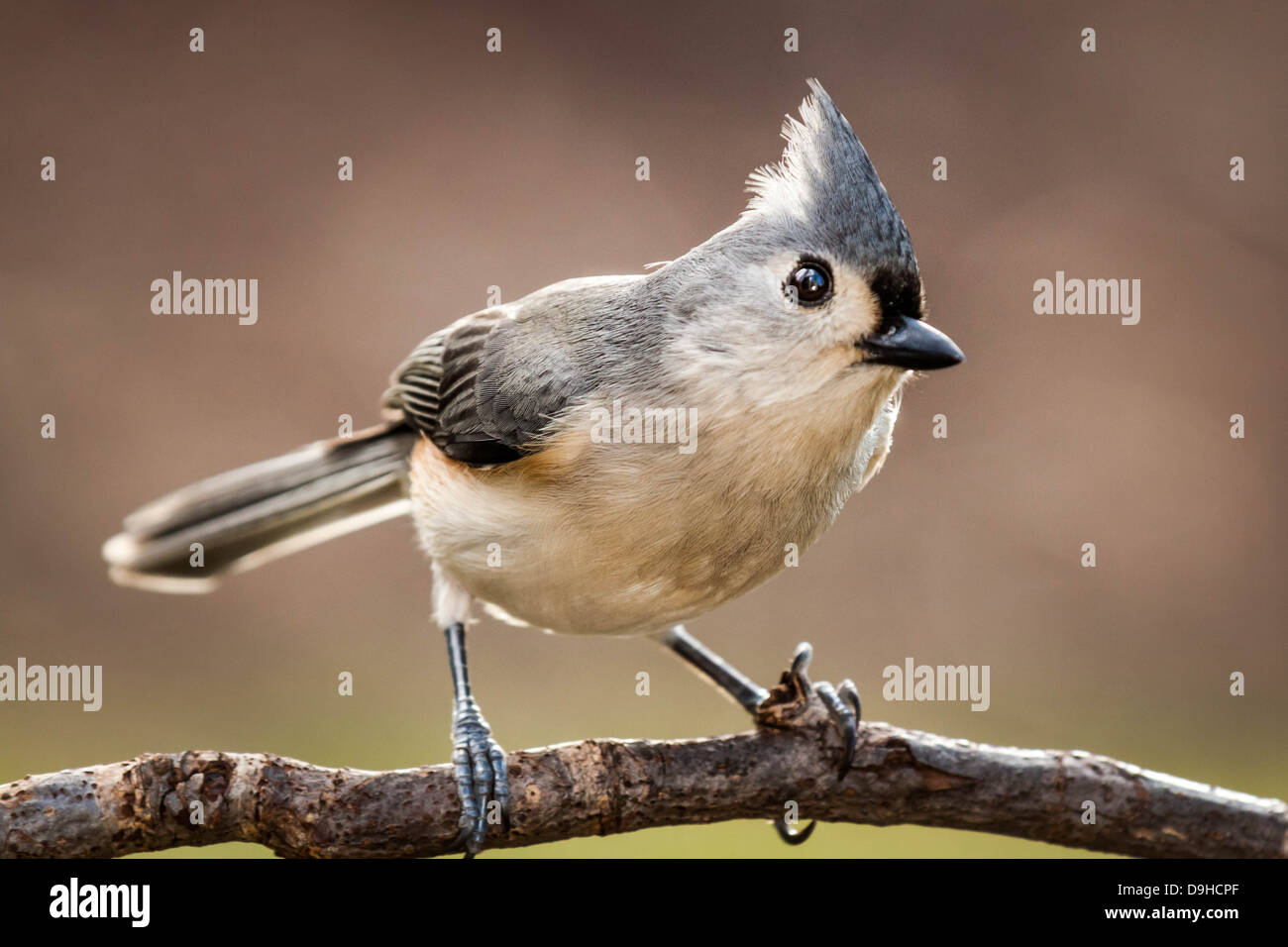 Cincia tufted appollaiato su un ramo Foto Stock