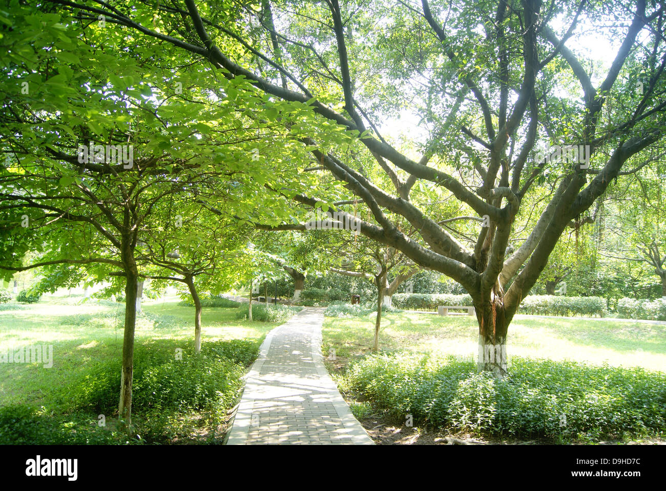 Alberi verdi e strade alberate, ganoderma park a Shenzhen, Cina. Foto Stock