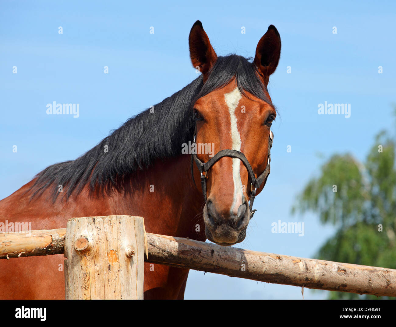Cavallo bellissimo cerca su una recinzione di legno Foto Stock
