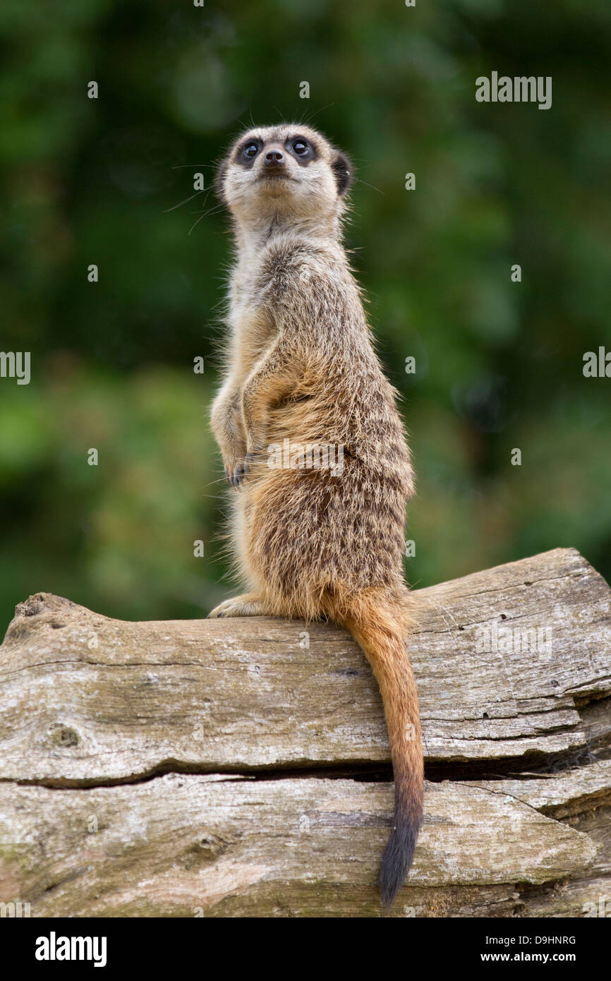 Captive slanciata o codato Slender-Tailed Meerkat   Suricata suricatta. Marwell Wildlife Park in Hampshire REGNO UNITO Foto Stock