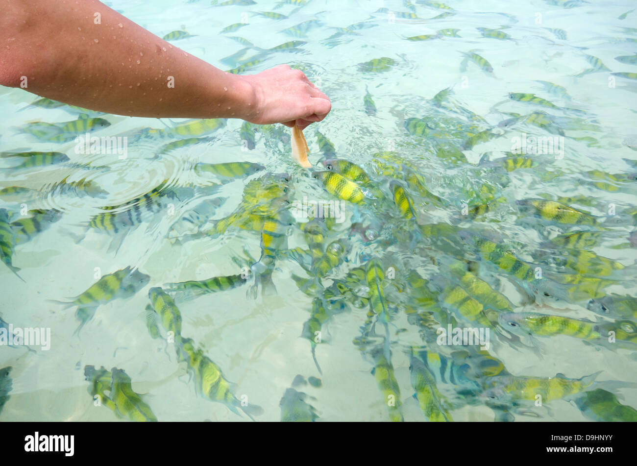 Alimentazione di pesci sulla spiaggia poco profonda acqua in Thailandia Foto Stock