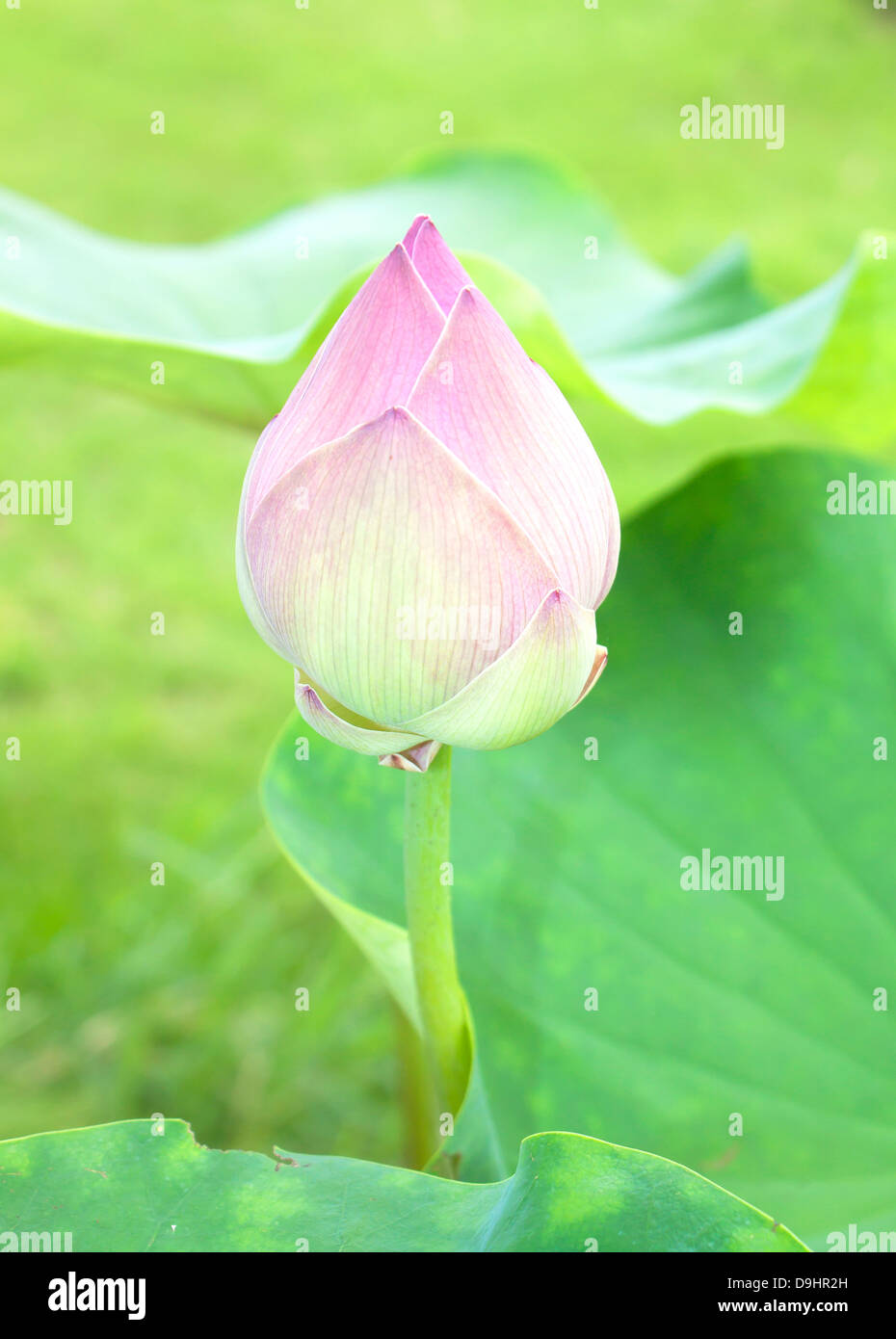 Boccioli di Loto fiore di loto e fiore di loto piante Foto stock - Alamy