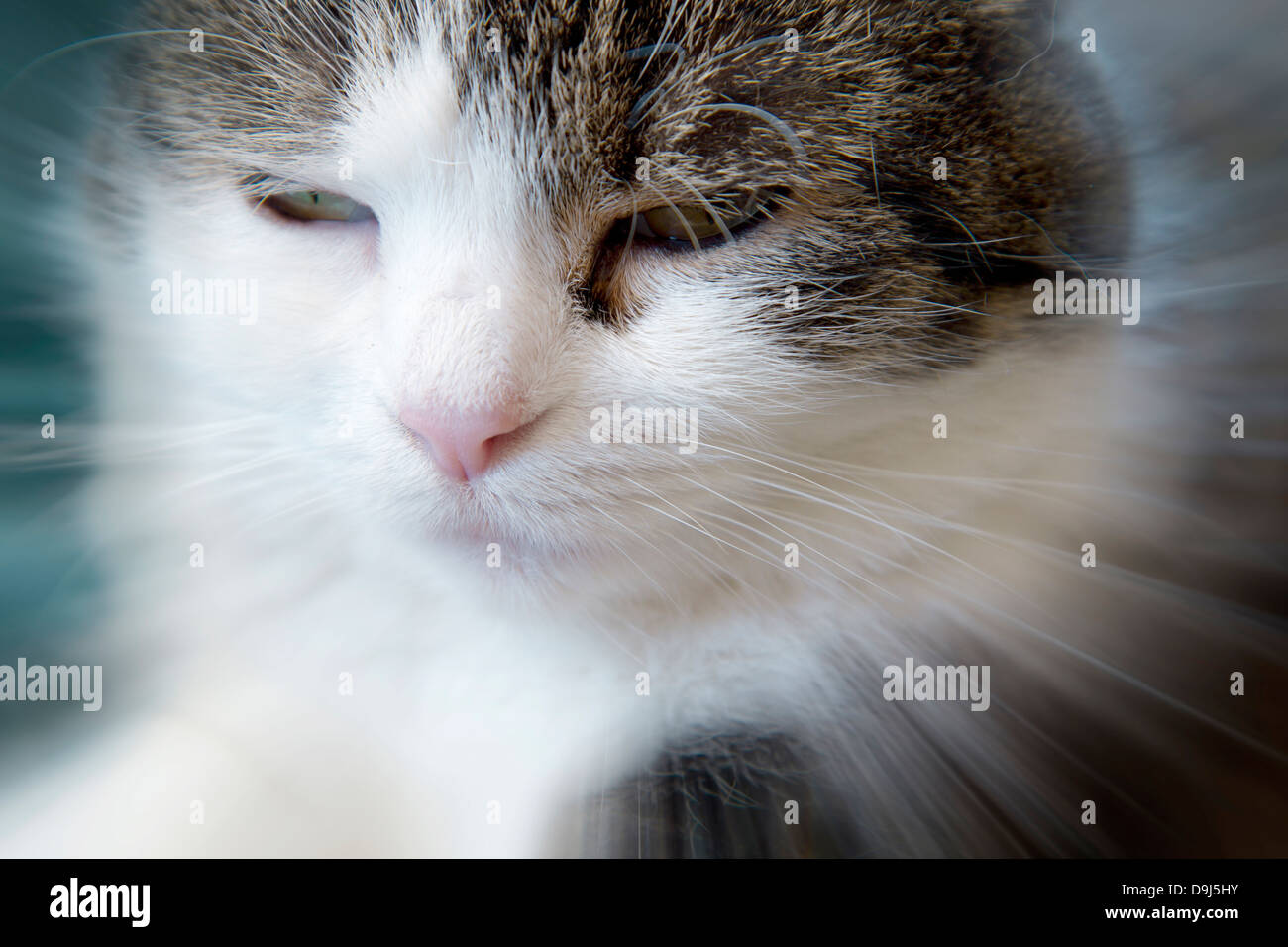 Ritratto di gatto per diversi concetti, rilassarsi, guardare, veterinario Foto Stock