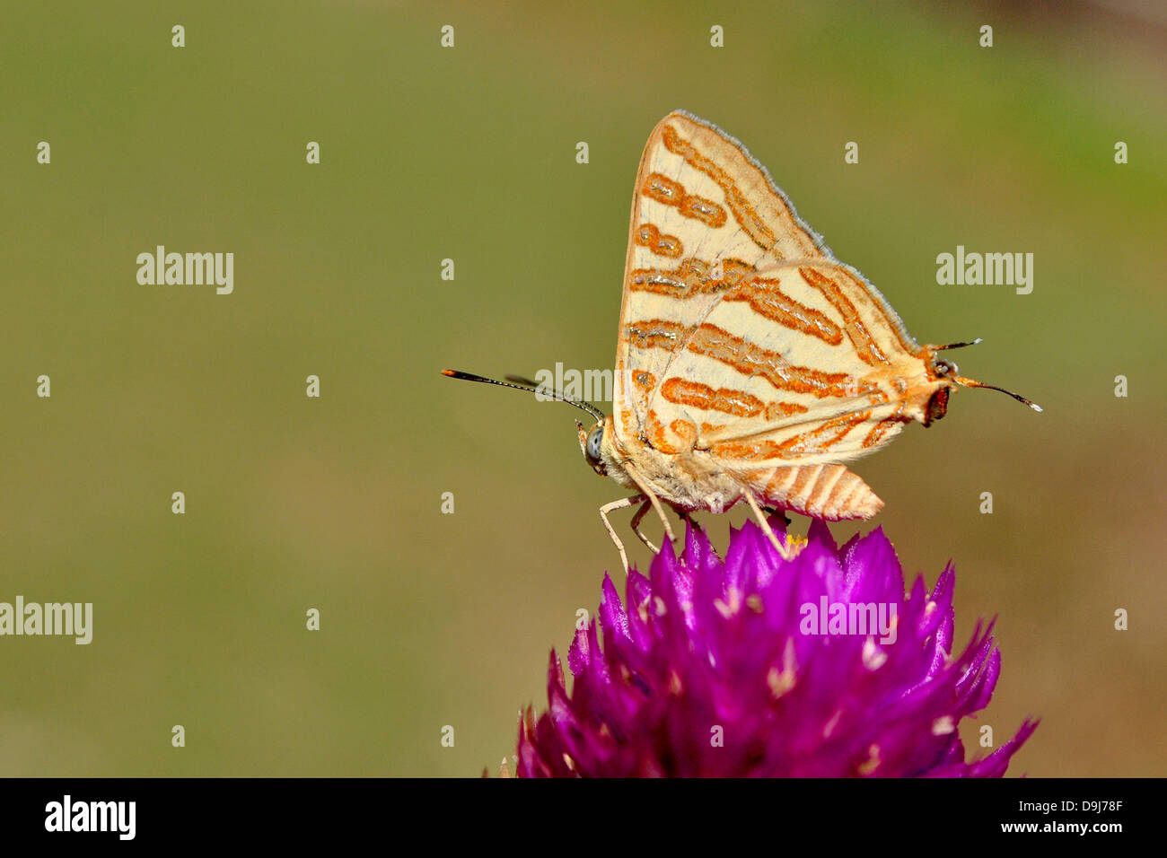 Un comune Shot Silverline butterfly appoggiata su di un fiore. Foto Stock