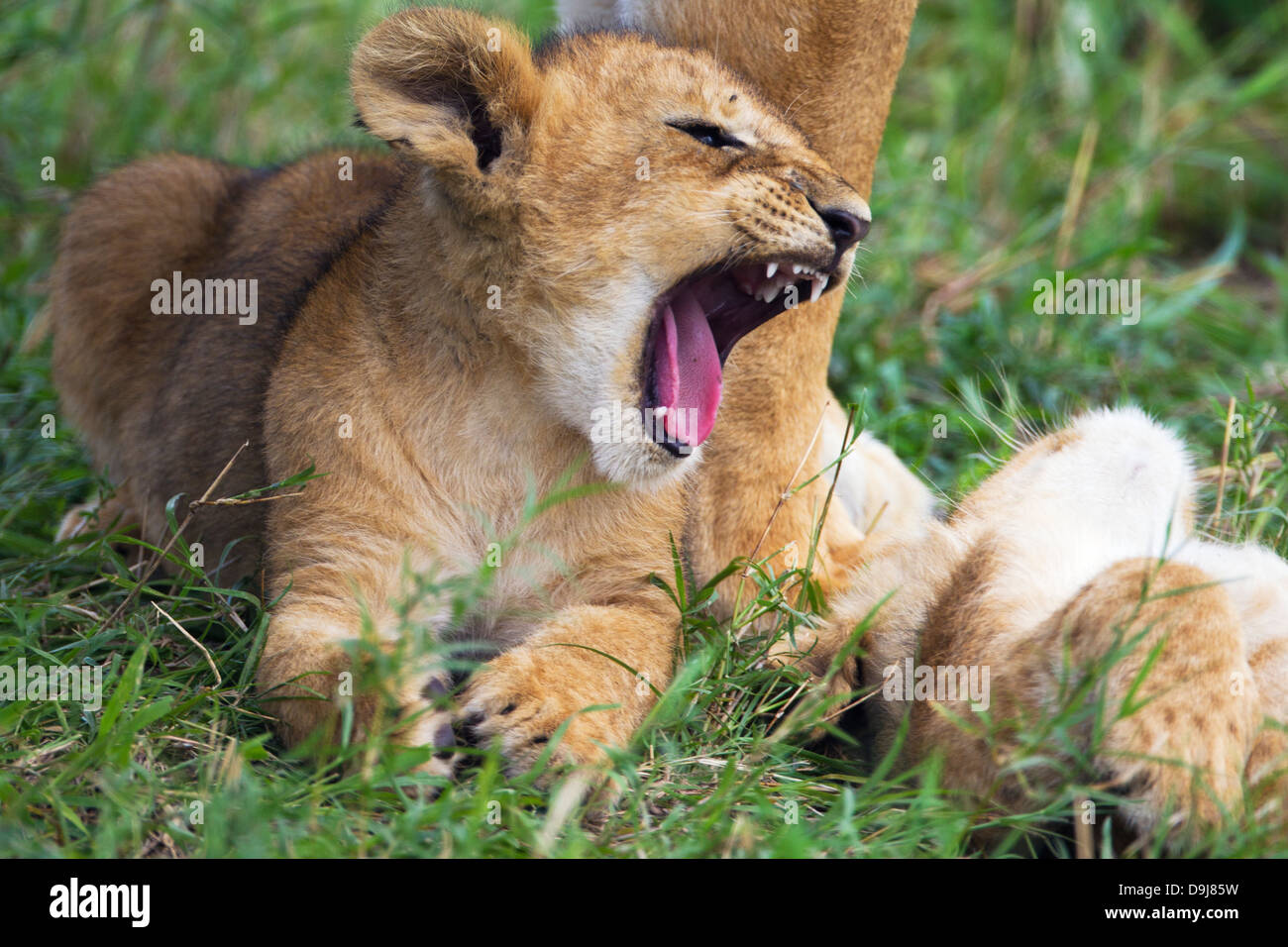 Lion cub close-up, il Masai Mara, Kenya Foto Stock