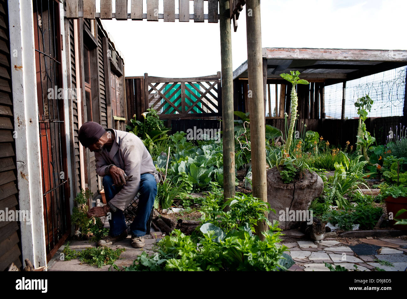 Charles completato la vita del suolo programma di formazione di 3 anni fa ha creato una fiorente orto home in Lavender Hill Cape Foto Stock