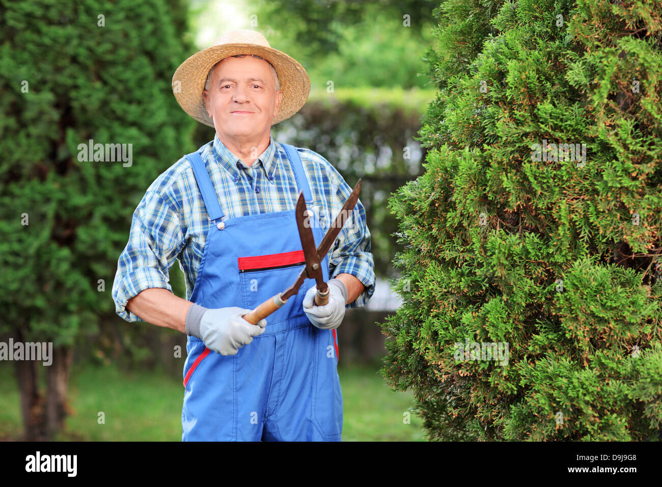Lavoratore manuale trimming di un recinto in un giardino Foto Stock