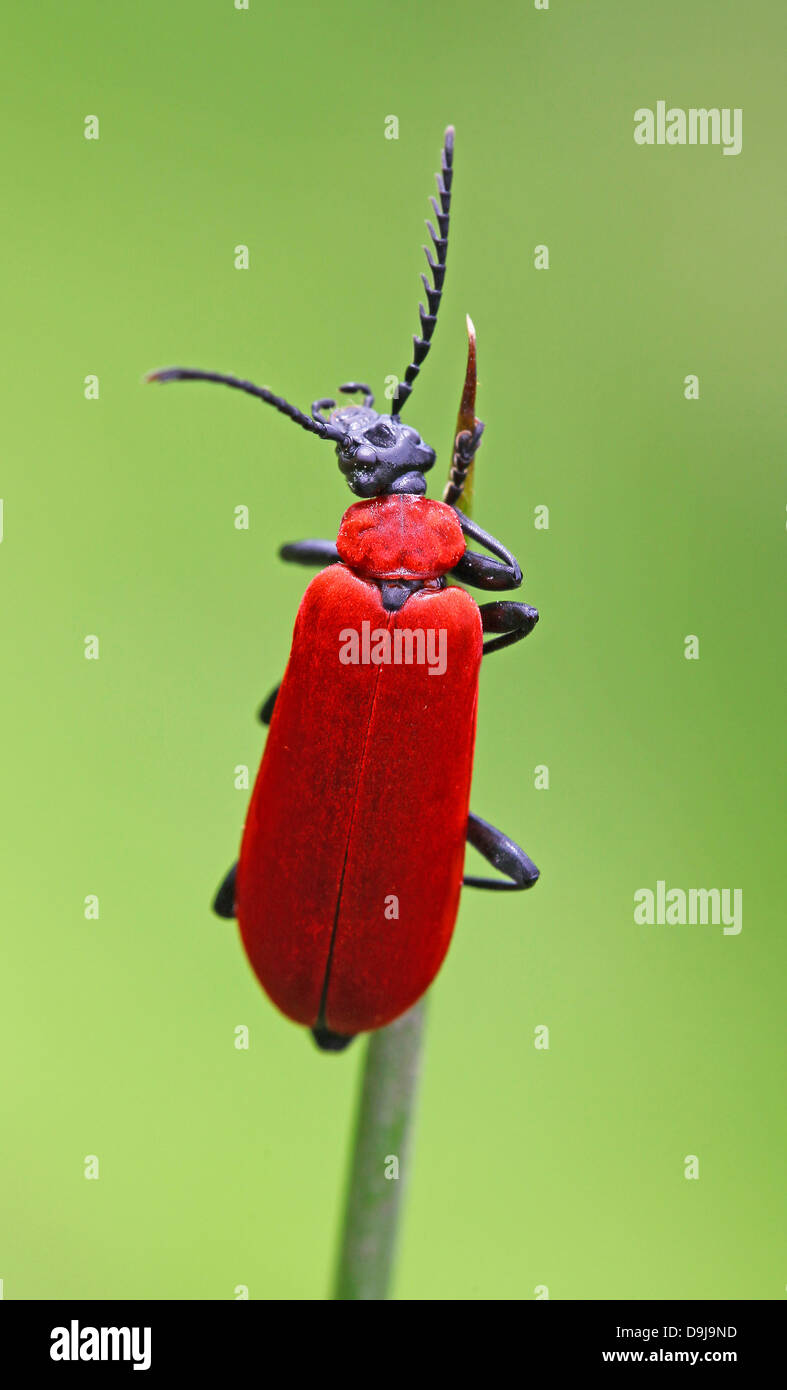 Il nero-guidato il cardinale beetle (Pyrochroa coccinea) Foto Stock