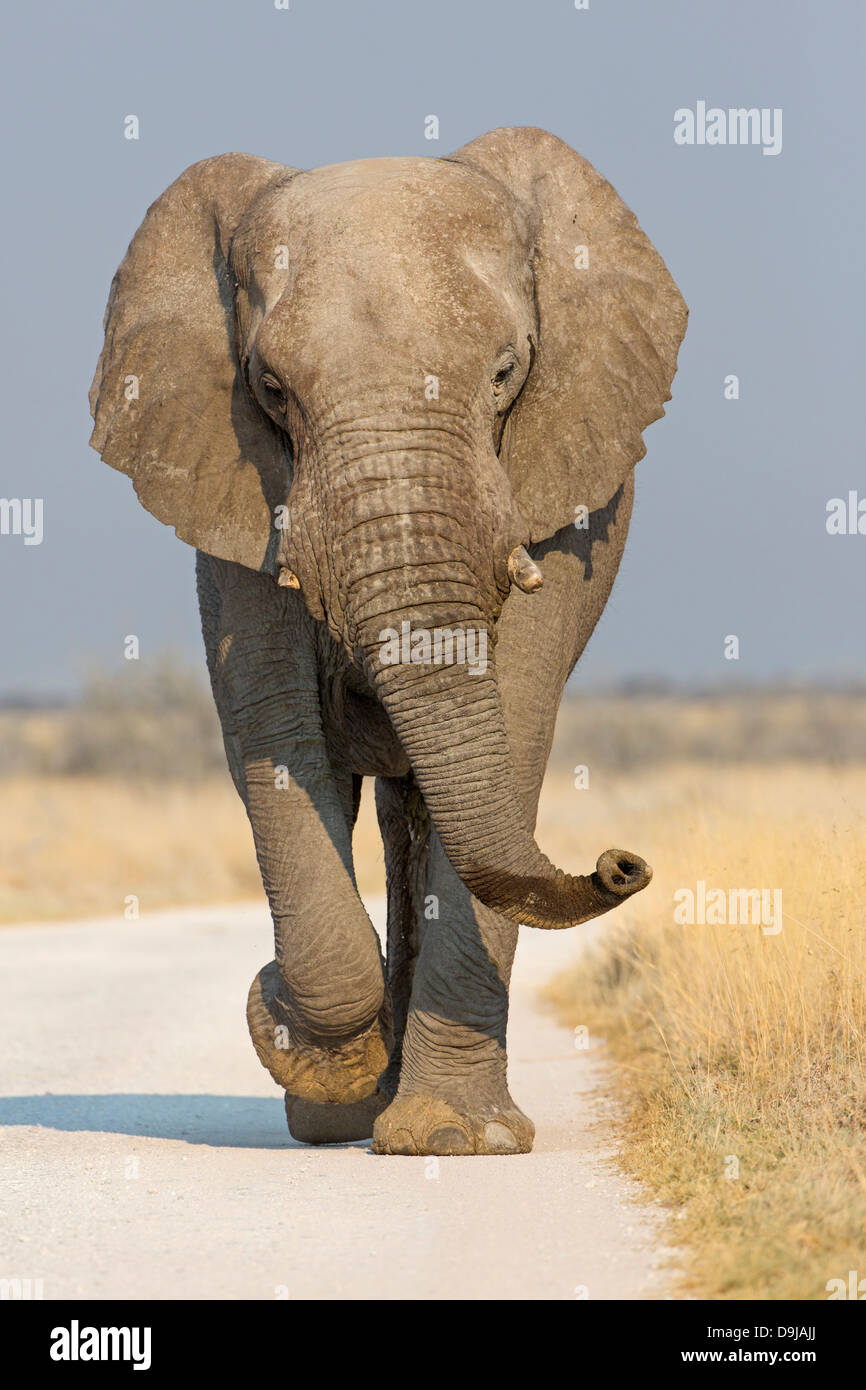 Bush africano Elefante, savana africana di elefante, Afrikanischer Elefant, Loxodonta africana Foto Stock