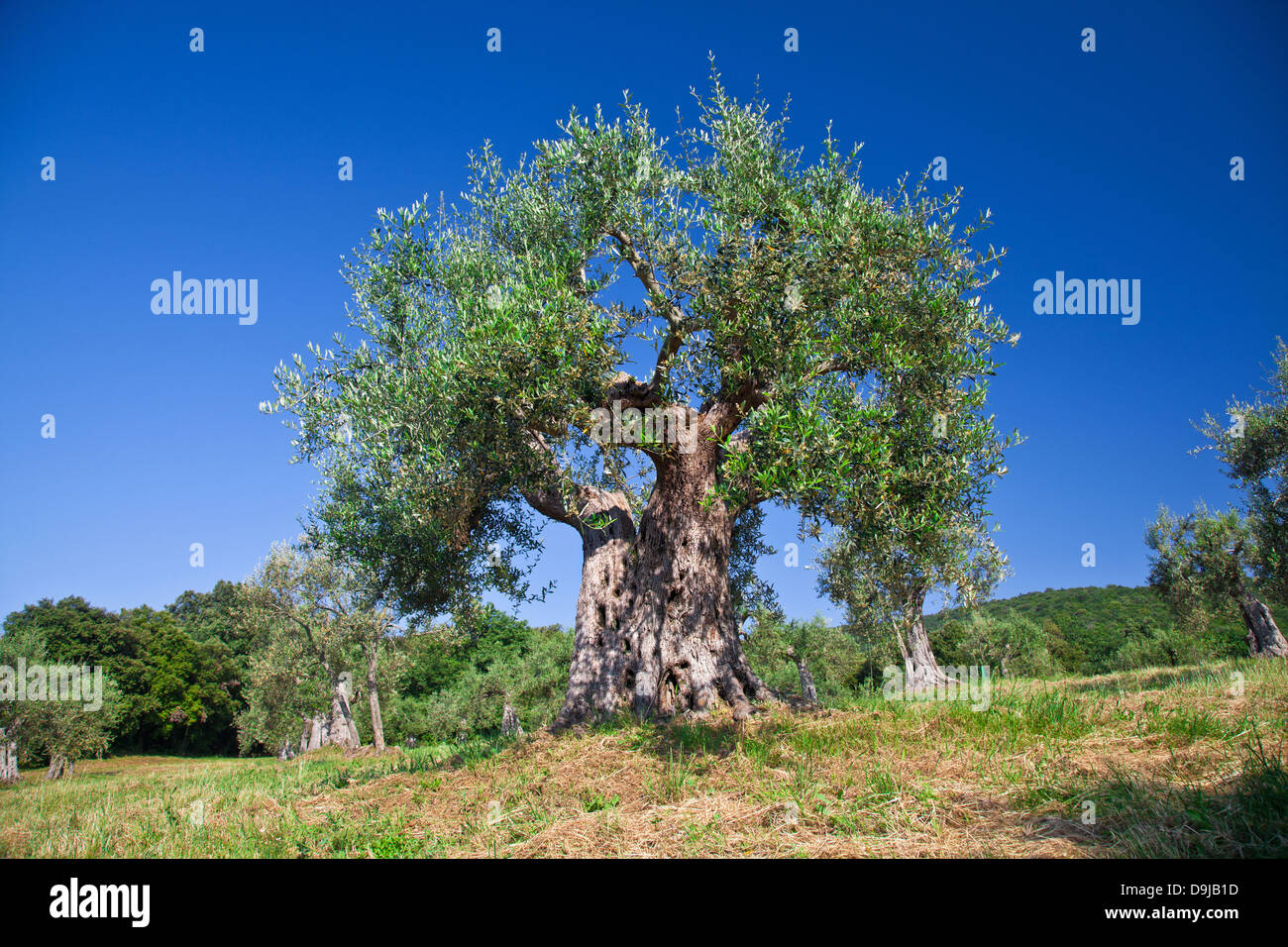 Vecchio olivo in Toscana, Italia Foto Stock