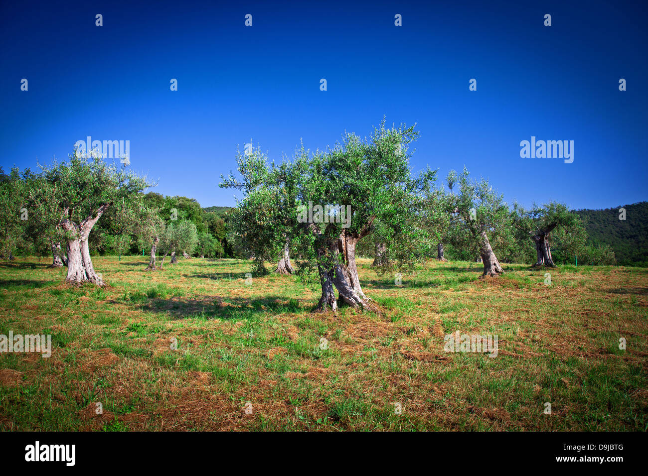 Vecchio olivo in Toscana, Italia Foto Stock