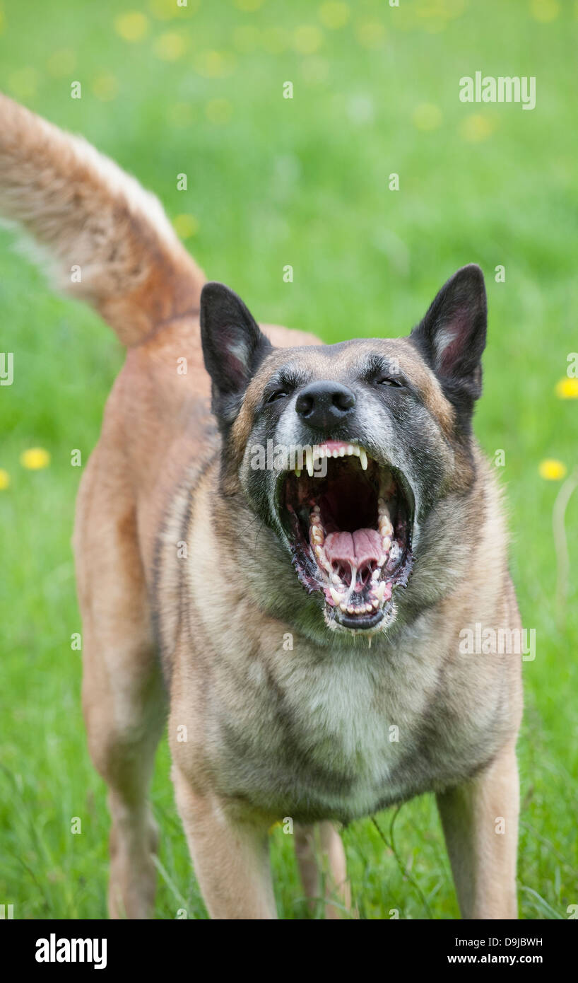 Polizia ululano cane mostra i denti e sul punto di attacco Foto Stock