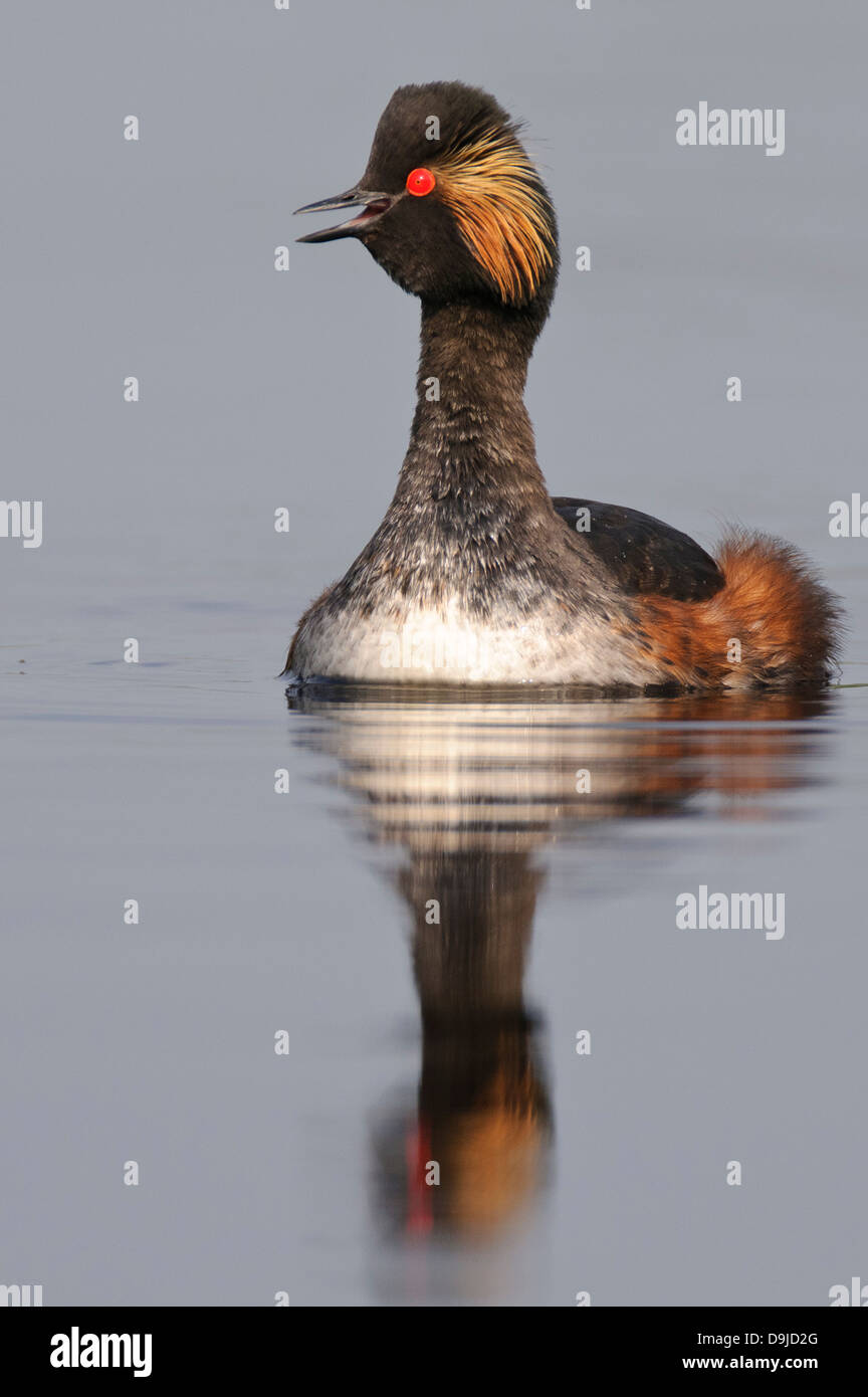 Nero a collo svasso, Podiceps nigricollis, Schwarzhalstaucher Foto Stock