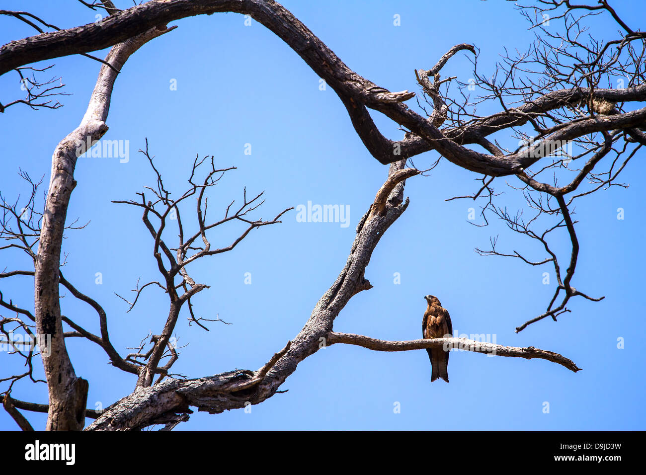 Eagle in appoggio sul ramo dell'albero morto Foto Stock