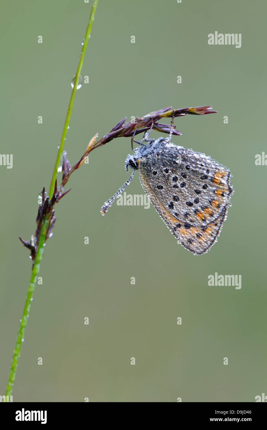 Hauhechel-Bläuling, comune blu, Butterfly, Polyommatus icarus Foto Stock