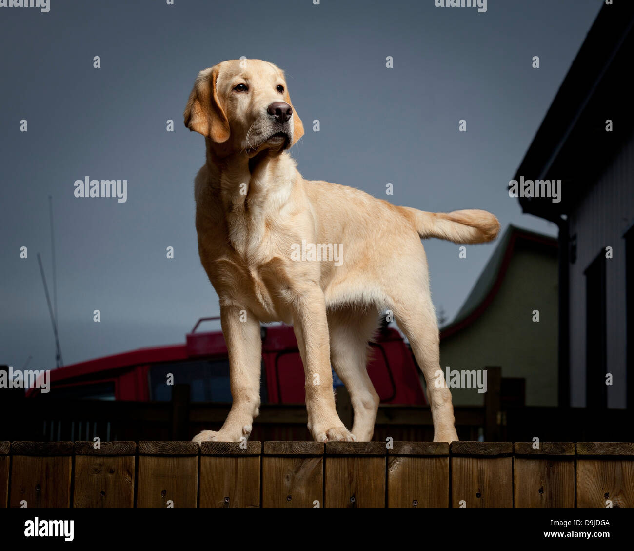 Ritratto di giallo Labrador Retriever. Giovane cane guida in formazione. Foto Stock Ritratto di giallo Labrador Retriever. Giovane cane guida in formazione. Foto Stock
