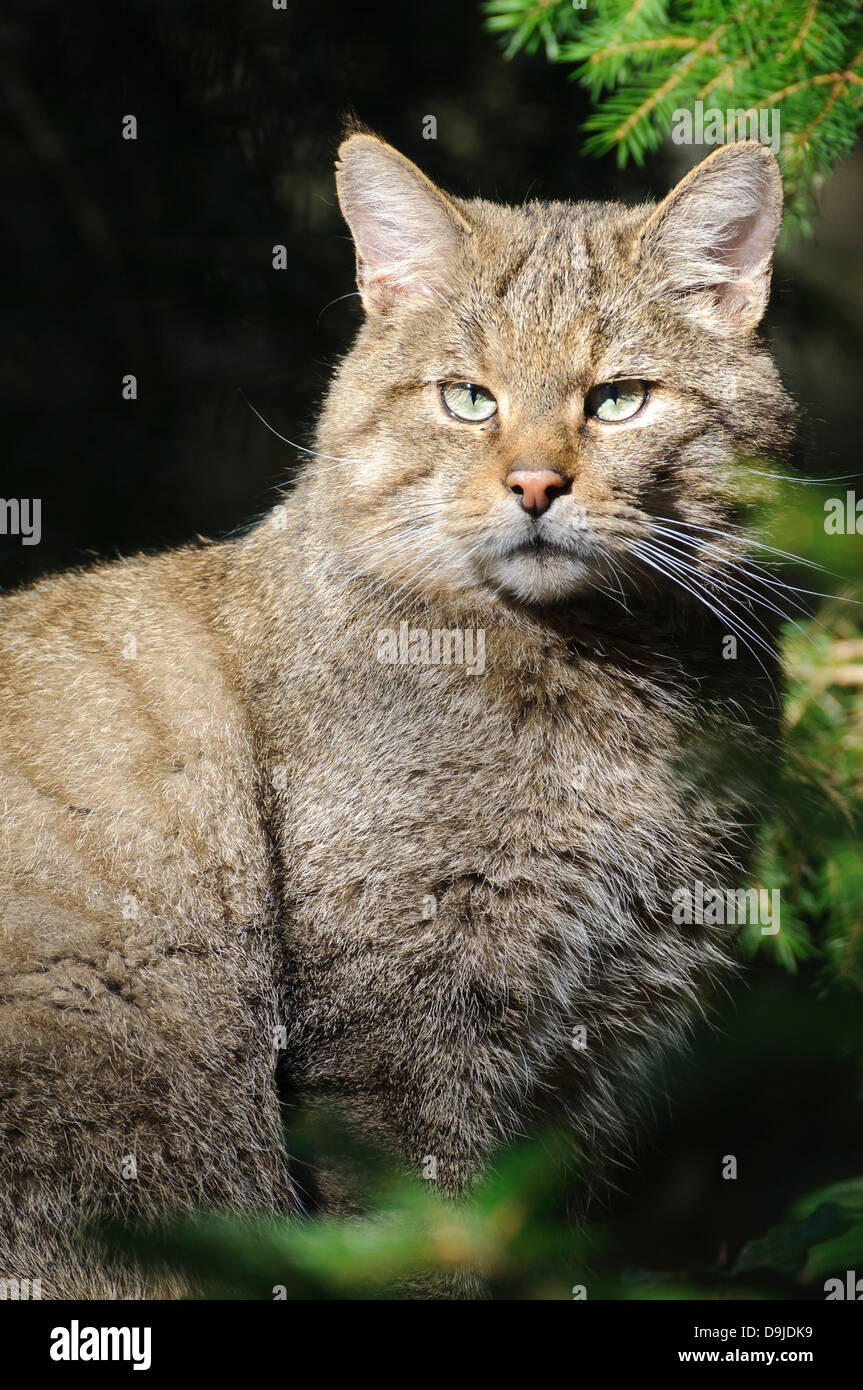 Wildkatze, Wildcat, Felis silvestris Foto Stock