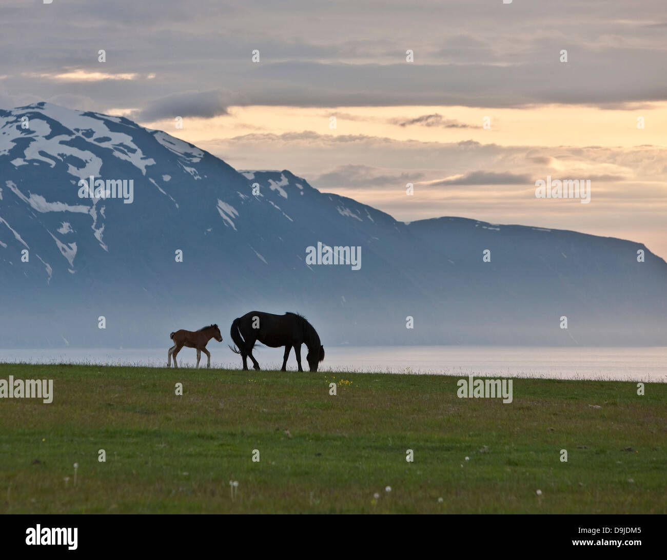 Islandese di cavalli sotto il sole di mezzanotte in Islanda. Foto Stock