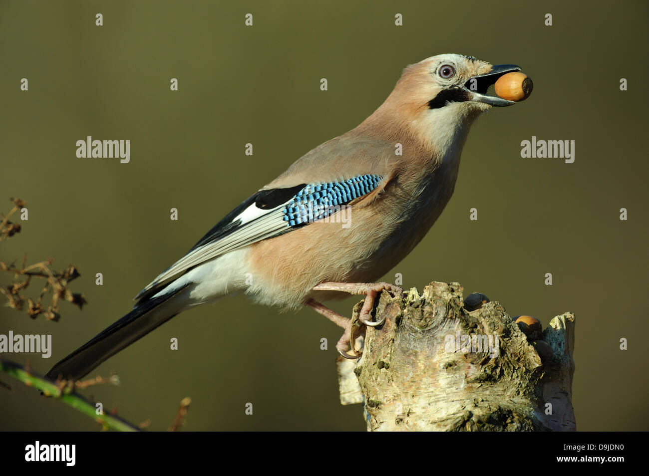 Eurasian Jay Garrulus glandarius, Eichelhäher Foto Stock