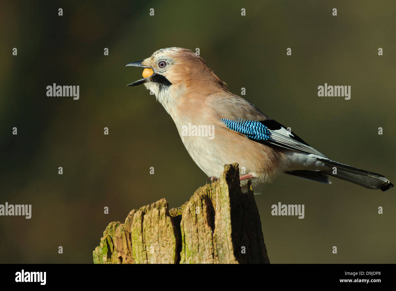 Eurasian Jay Garrulus glandarius, Eichelhäher Foto Stock