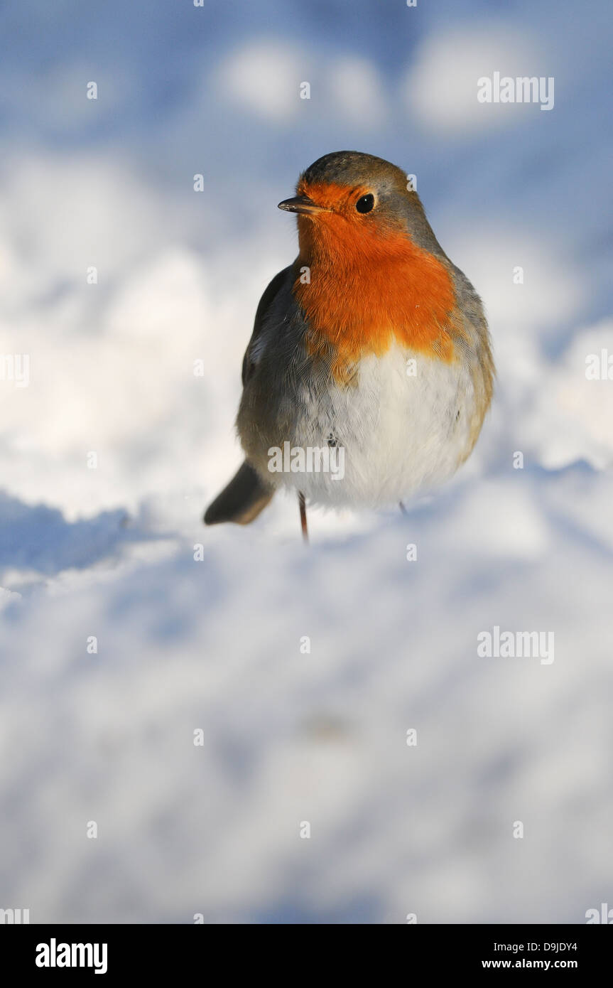 Erithacus rubecula, Europeo Robin, Rotkehlchen, inverno Foto Stock