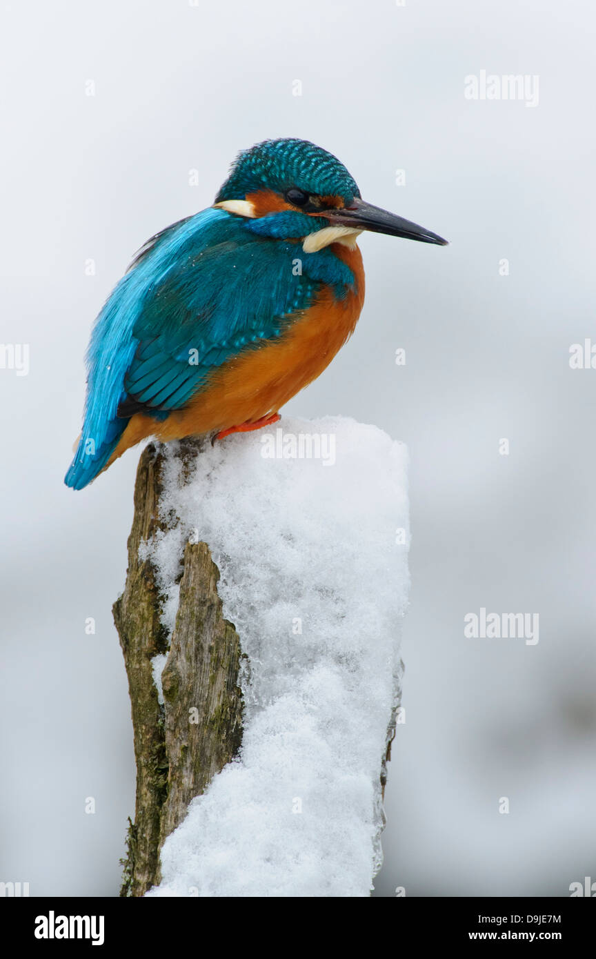 Alcedo atthis, Eisvogel, Kingfisher, inverno Foto Stock