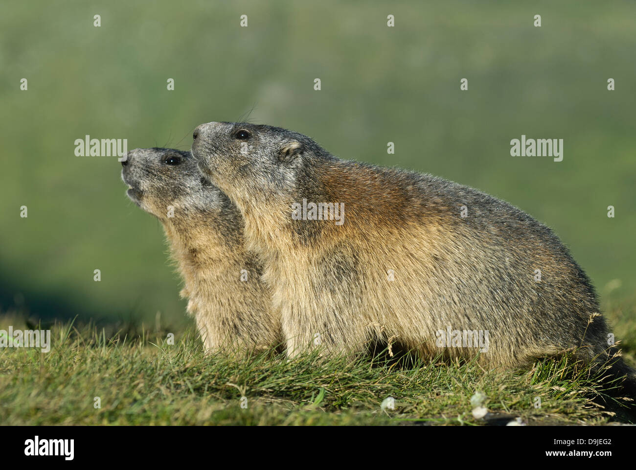 Murmeltier, marmotta alpina, Marmota marmota Foto Stock