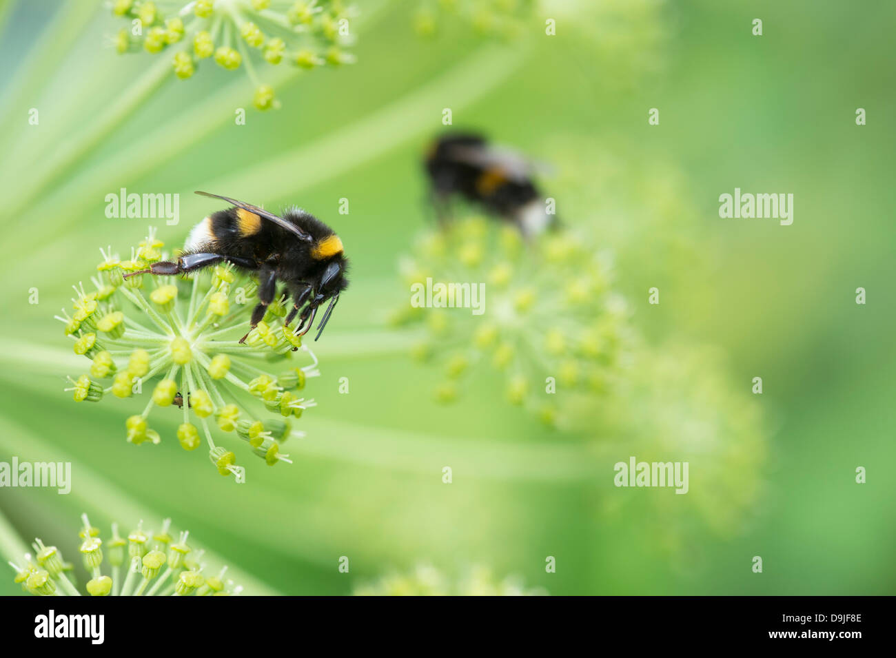 Bombus lucorum. Humlebier su Angelica fiori che stanno per seme. Regno Unito Foto Stock