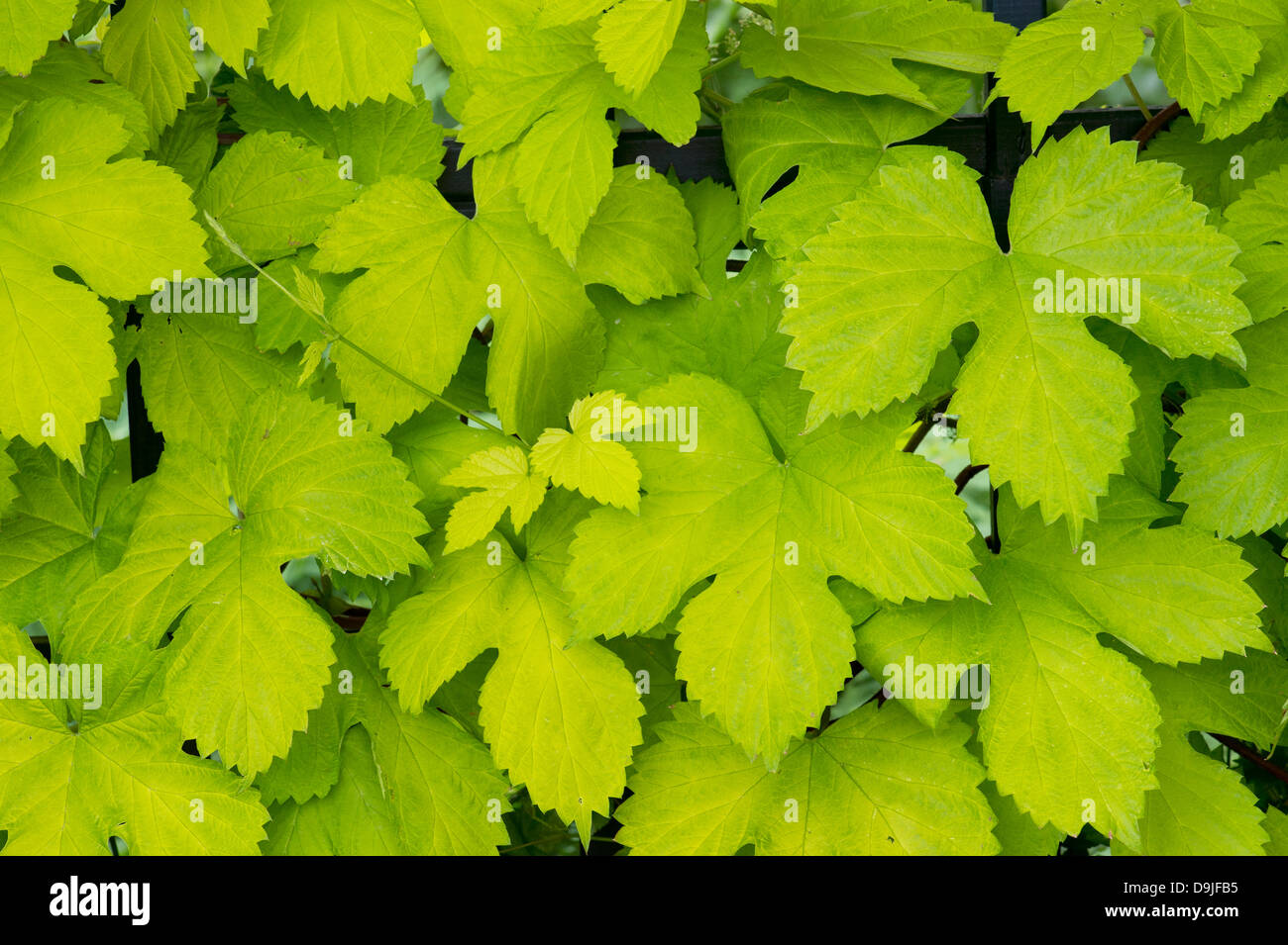Humulus lupulus aureus. Golden foglie di luppolo Foto Stock Humulus lupulus aureus. Golden foglie di luppolo Foto Stock
