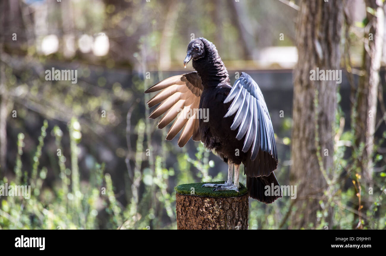 Un comune avvoltoio nero lo scavenger bird si vede spesso sul lato della strada. Foto Stock