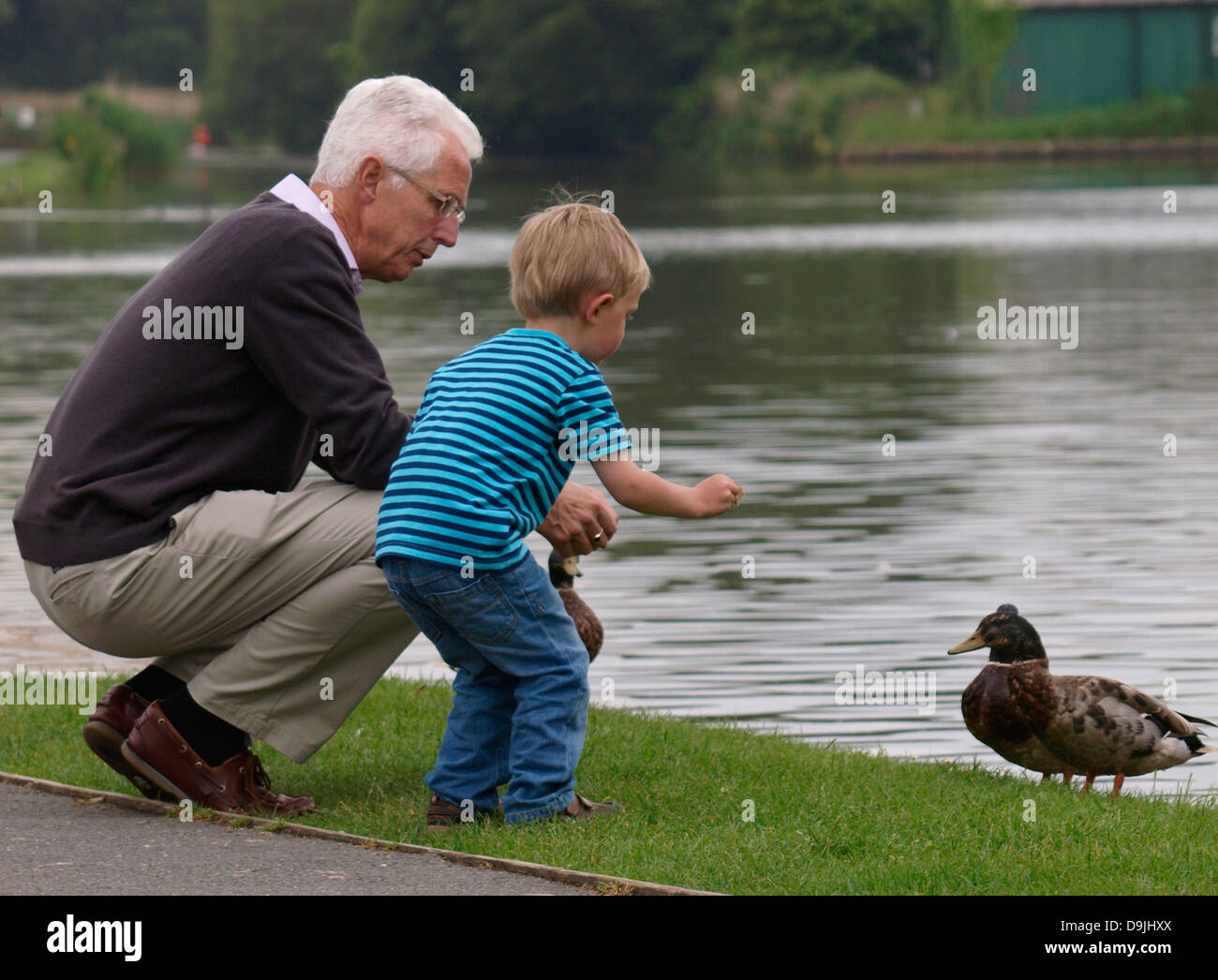 Nonno e nipote alimentazione di anatre, Cornwall, Regno Unito 2013 Foto Stock