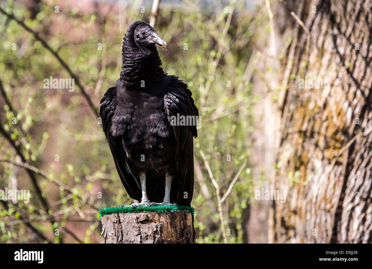 Un comune avvoltoio nero lo scavenger bird si vede spesso sul lato della strada. Foto Stock