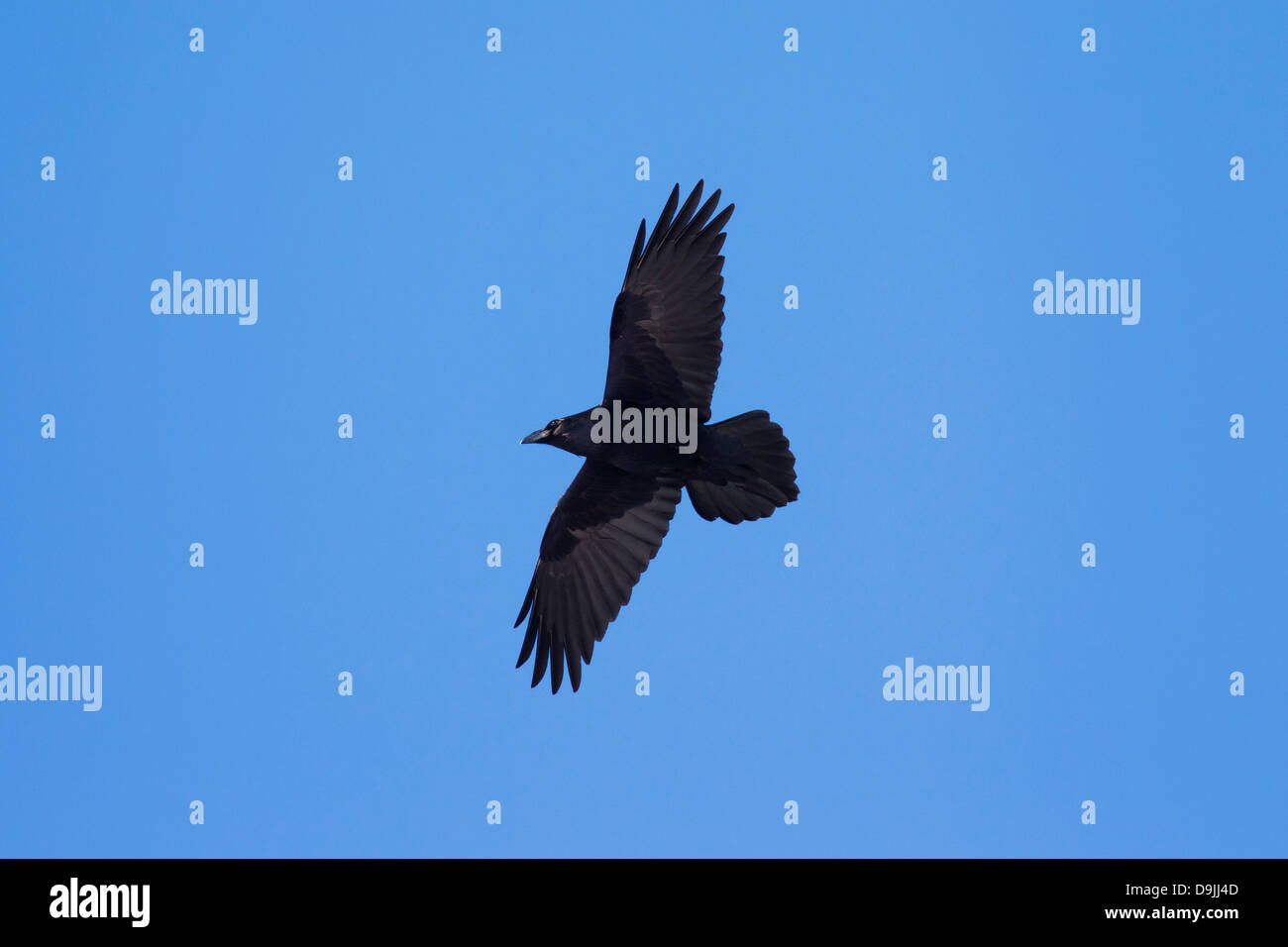 Comune di raven / Nord del Corvo imperiale Corvus corax uccello in volo Foto Stock