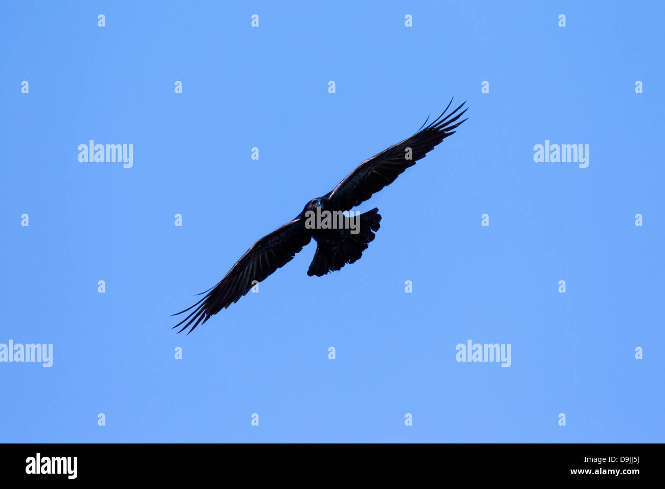 Comune di raven / Nord del Corvo imperiale Corvus corax uccello in volo Foto Stock