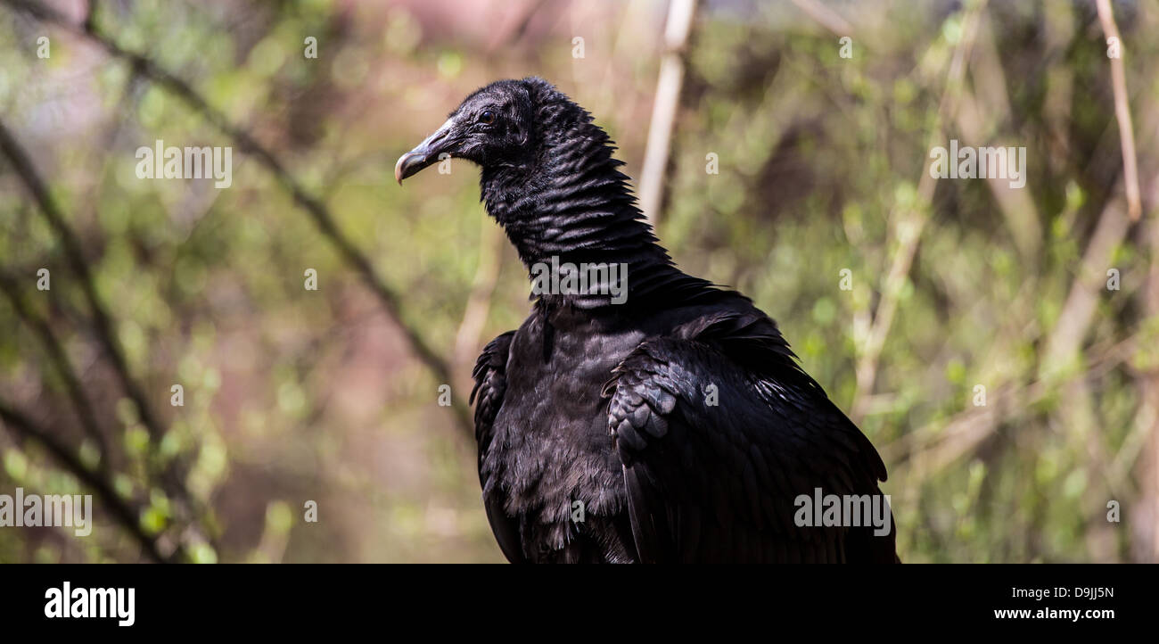 Un comune avvoltoio nero lo scavenger bird si vede spesso sul lato della strada. Foto Stock