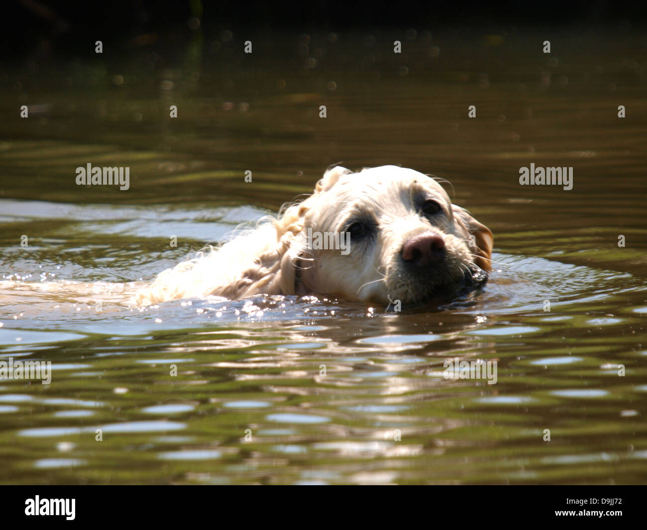 Il Golden Retriever cane nuotare in un fiume, Regno Unito 2013 Foto Stock