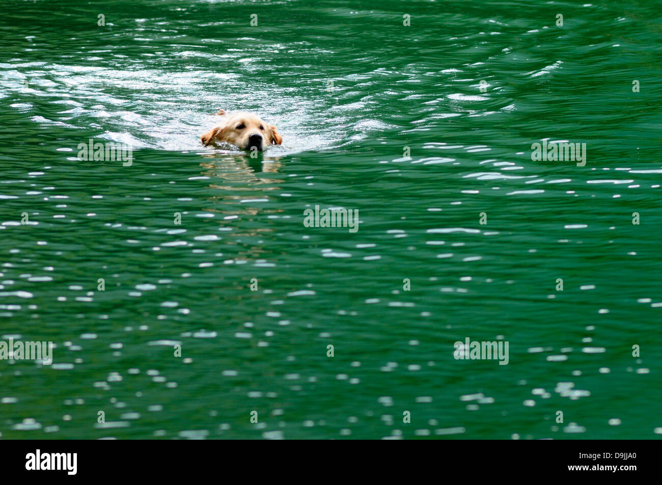 Un cane a nuotare in un lago verde. Foto Stock