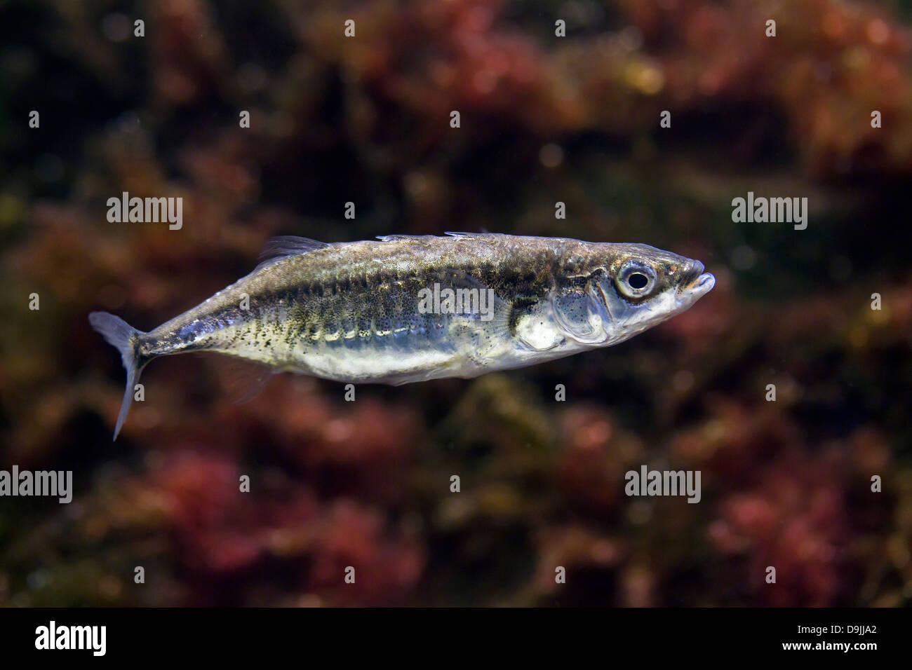 Tre-spined stickleback (Gasterosteus aculeatus) pesce che nuota sott'acqua in stagno Foto Stock