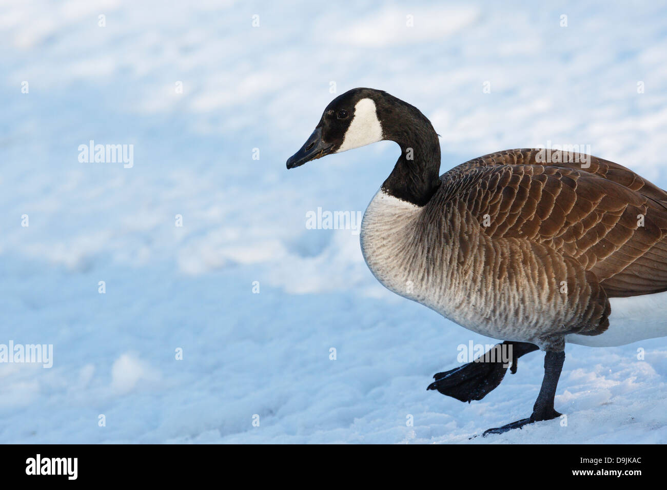 Canada Goose passeggiate sulla neve invernale - Minnesota, Stati Uniti d'America. Foto Stock
