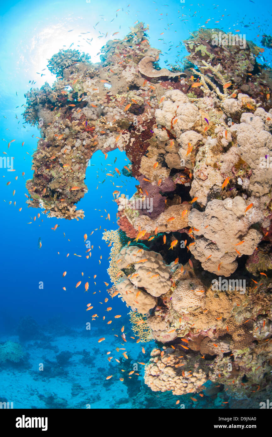 Incredibile underwater tropical Coral reef scena di paesaggio con la secca di anthias fish Foto Stock