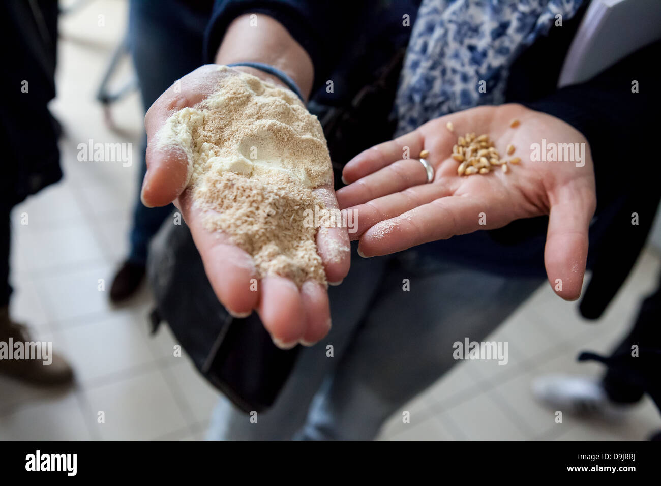 Frumento duro i chicchi prima e dopo la macinazione. Foto Stock