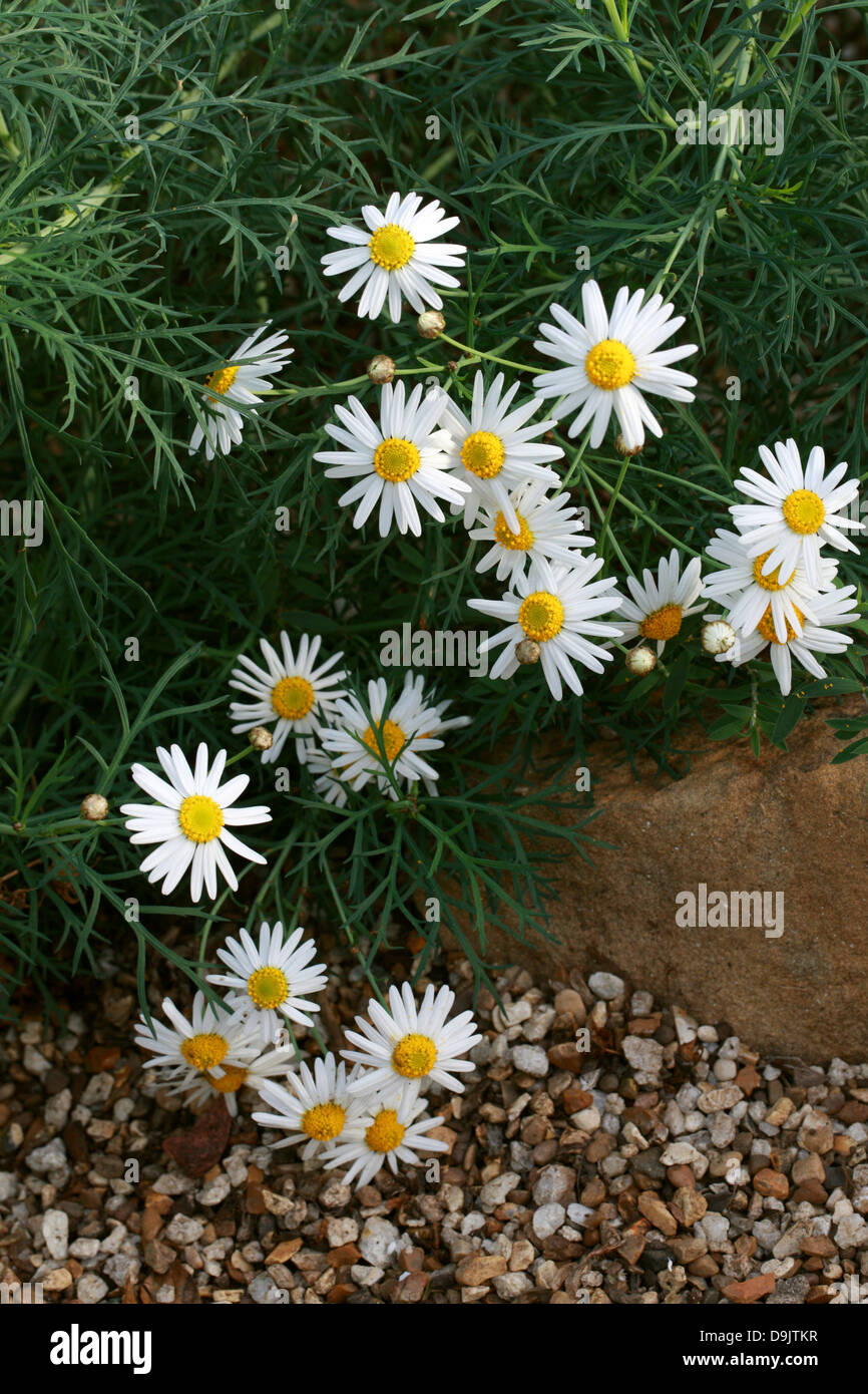 Daisy delle Canarie, crisantemo ferulaceum, Asteraceae. Isole Canarie, Spagna. Foto Stock