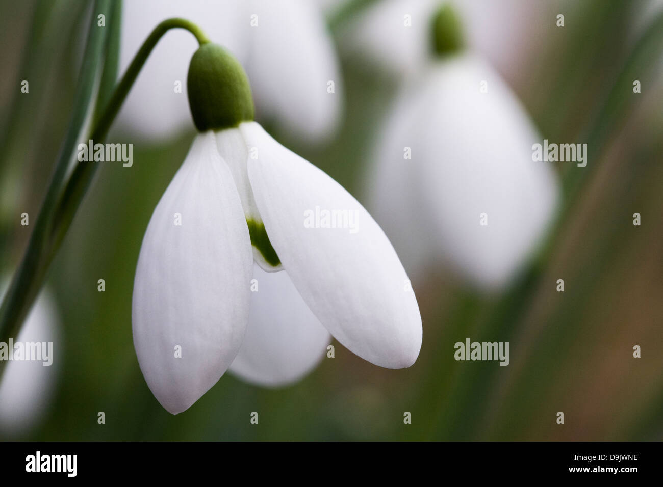 Galanthus nivalis. Close up di un singolo snowdrop nel giardino. Foto Stock