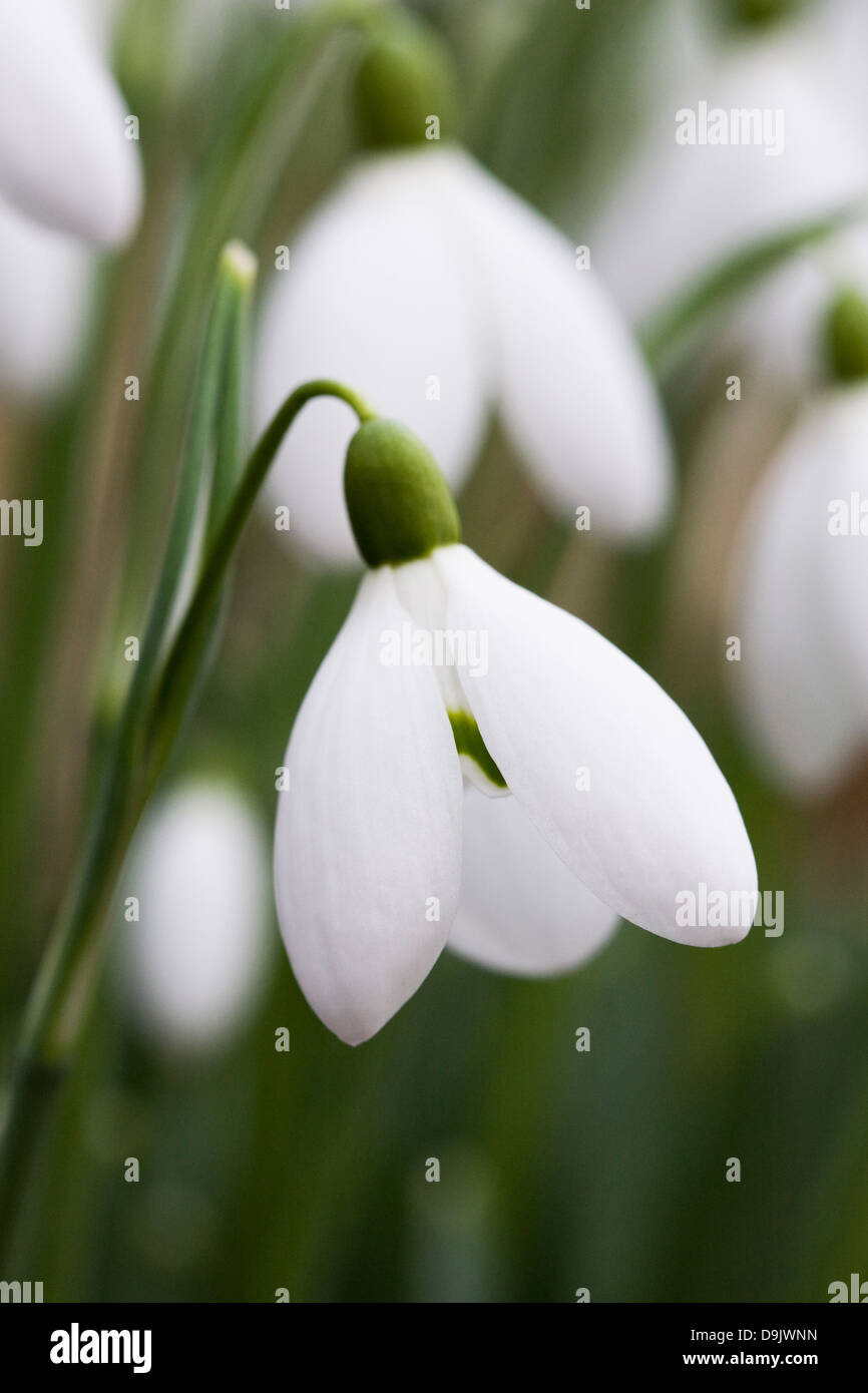 Galanthus nivalis. Close up di un singolo snowdrop nel giardino. Foto Stock