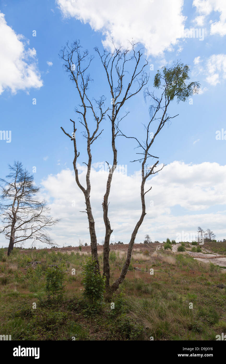 Albero morto scheletro seguenti heath fire a Frensham Laghetto, Surrey, Inghilterra Foto Stock