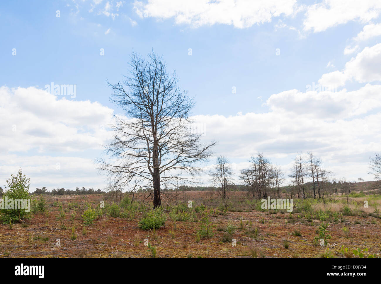 Albero morto scheletro seguenti heath fire a Frensham Laghetto, Surrey, Inghilterra Foto Stock